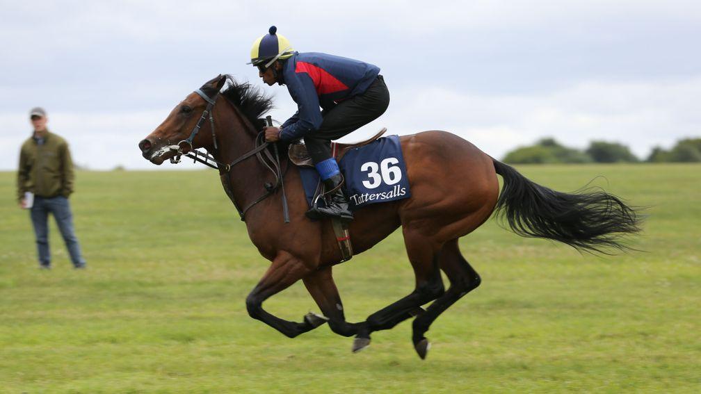 Lot 36: Oaks Farm Stables' well-related Kodiac filly breezes up the Rowley Mile