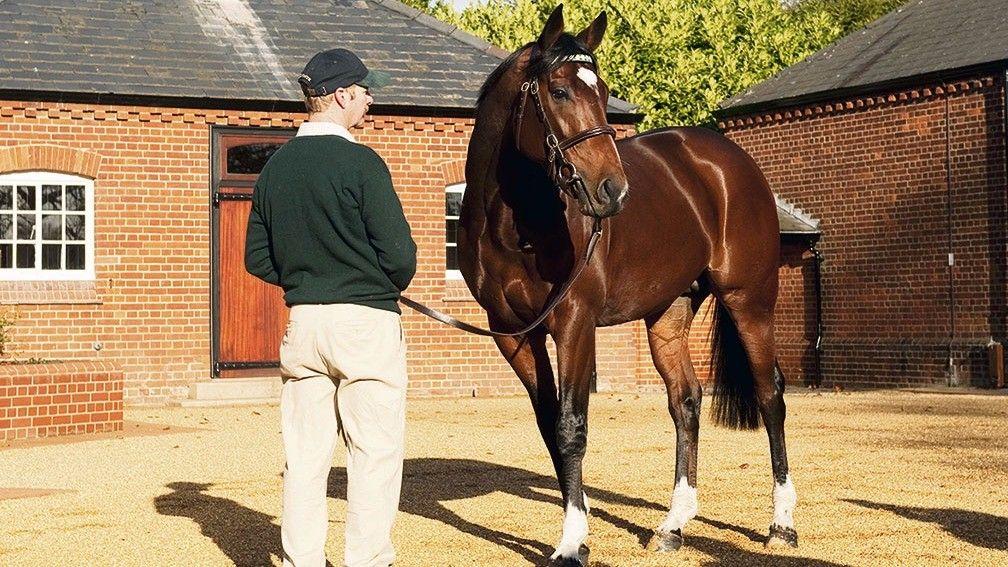 Sending a mare to Frankel will cost mare owners £175,000 next year