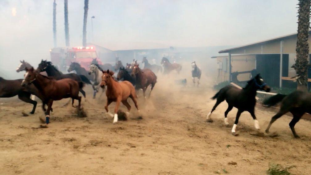 Terrified horses gallop from San Luis Rey Downs as fire sweeps through the training facility in San Diego