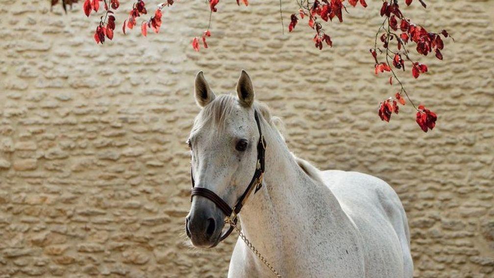 Slickly: top-class miler who became a leading sire in France
