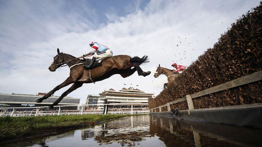 Saint Calvados: made a 'small noise' at Cheltenham and will be checked over