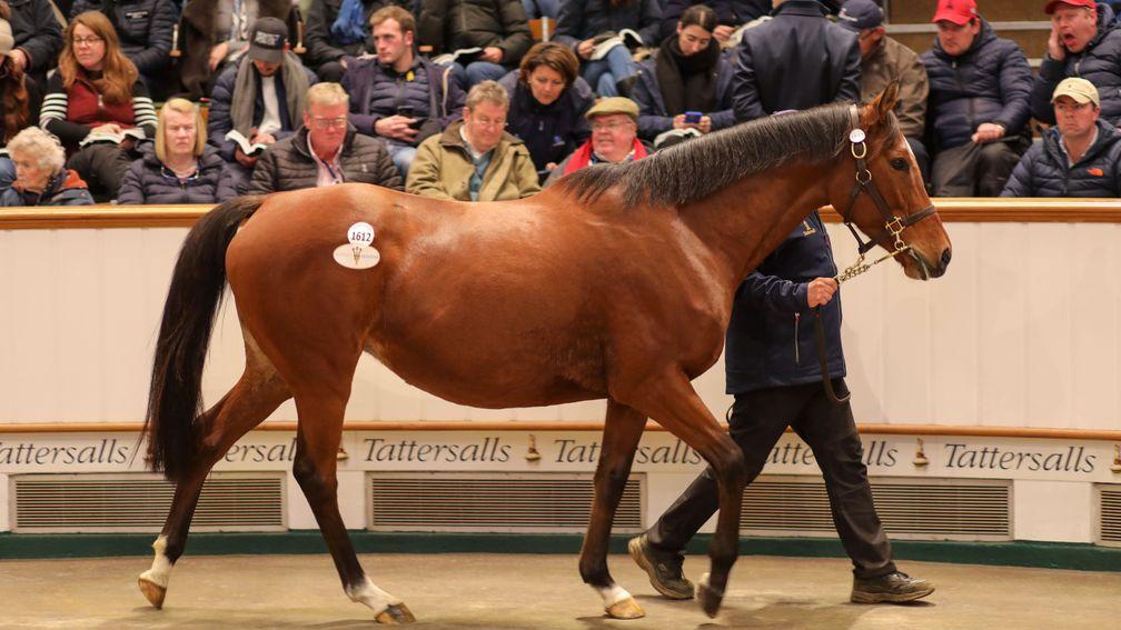 Innevera: dam of Ottoman Fleet was a 750,000gns purchase from last year's Tattersalls December Mares Sale