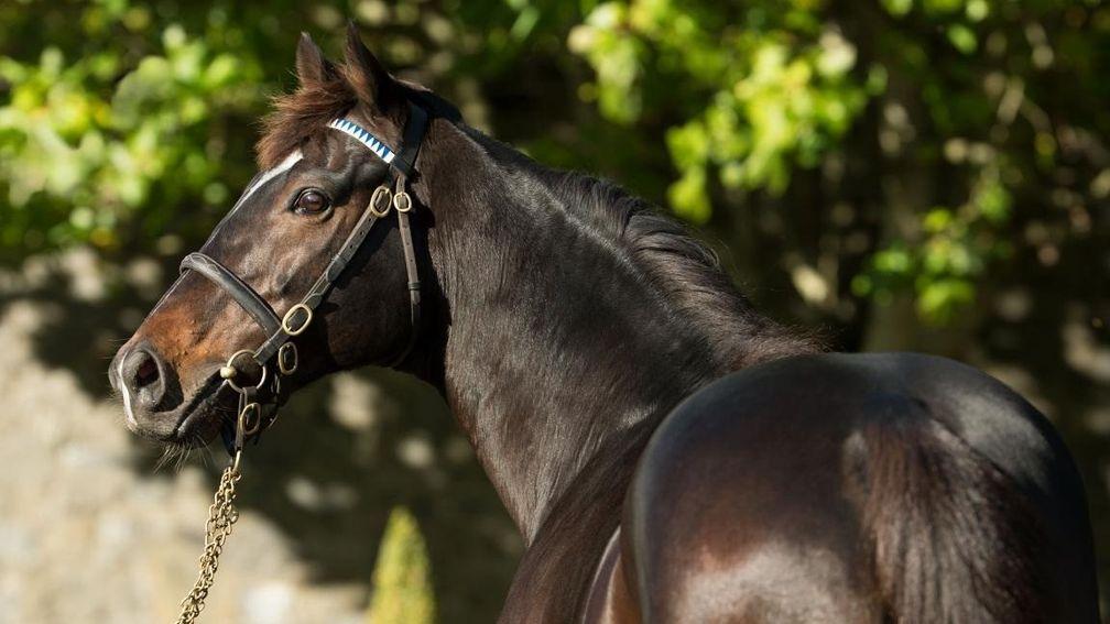 French Navy: son of Shamardal is the sire of Marine Nationale