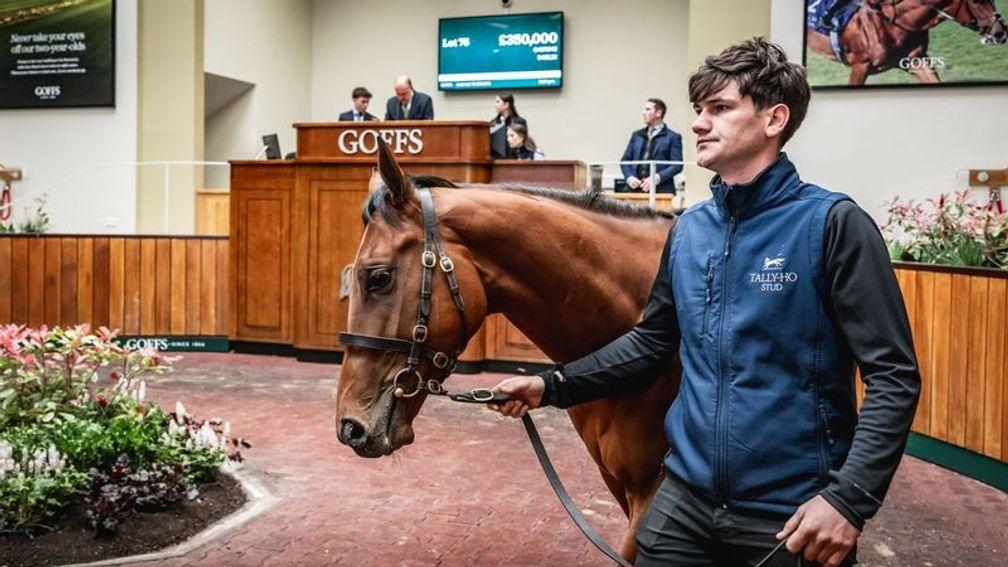 Tally-Ho Stud's Mehmas half-brother to Marshman is knocked down to  Blandford Bloodstock for £350,000 at the Goffs Doncaster Breeze-Up Sale
