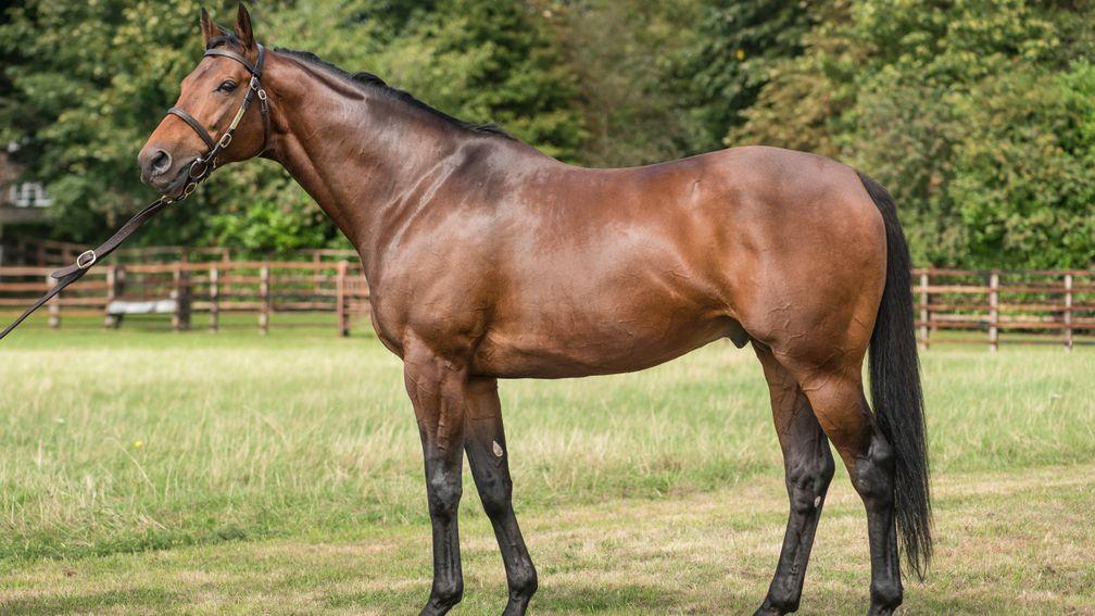Sea The Moon: established Classic-winning sire at Lanwades