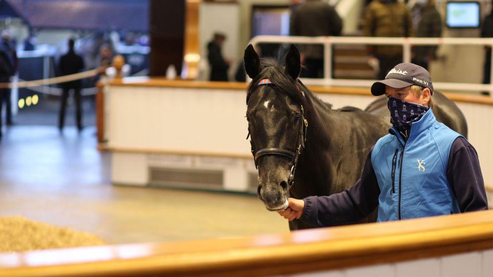 Lot 143: the Caravaggio colt out of Bright Sapphire tops day two of the Craven Sale when bought by Sackville Donald for 240,000gns