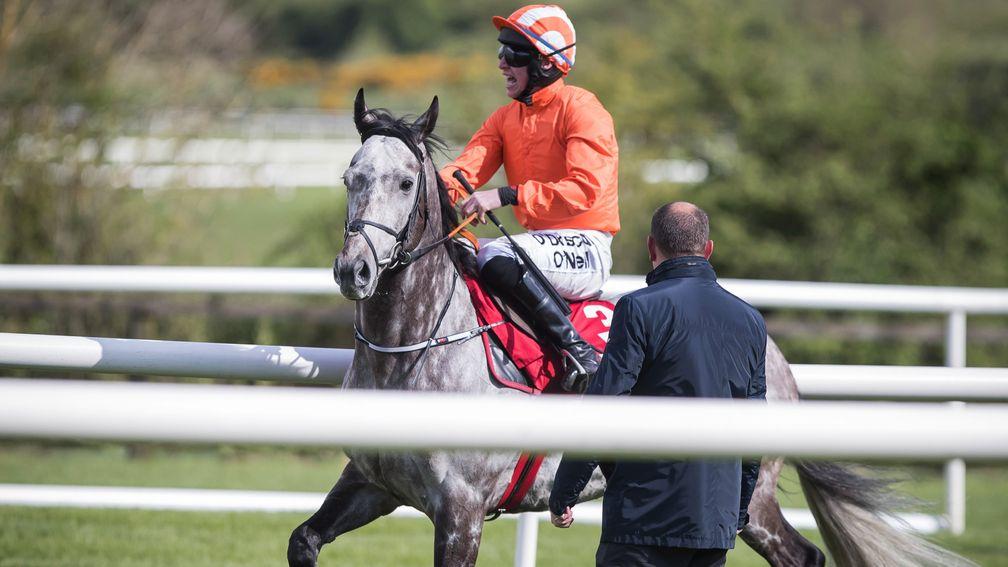 Bad behaviour: the quirky Labaik plants himself at the start of the Champion Novice Hurdle