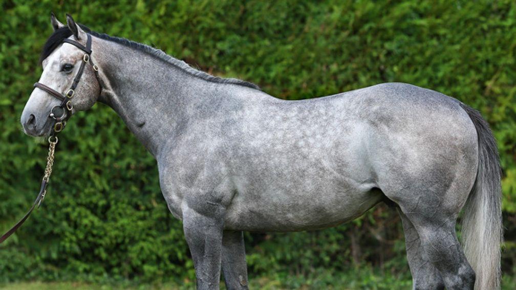 Havana Grey: Stallion sired his first winner at Redcar on Monday