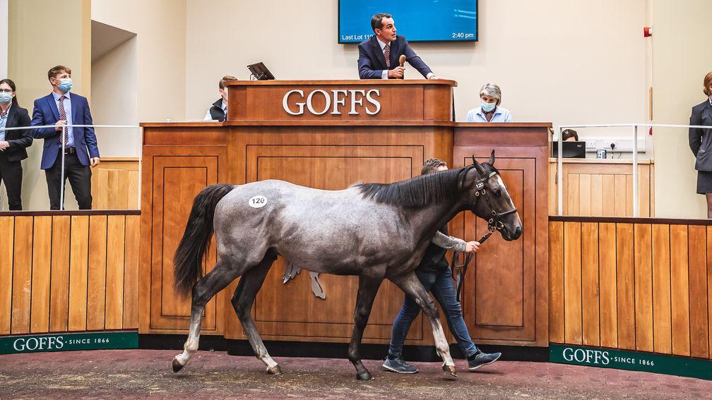 Grangemore Stud's colt by first-crop sire Havana Grey sells to Richard Ryan for £110,000 at the Goffs UK Premier Yearling Sale