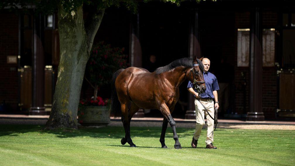Dubawi: Dalham Hall Stud kingpin is the sire of 48 Group/Grade 1 winners