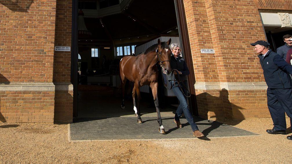 Gloam exits the Tattersalls the sales ring after being sold last October
