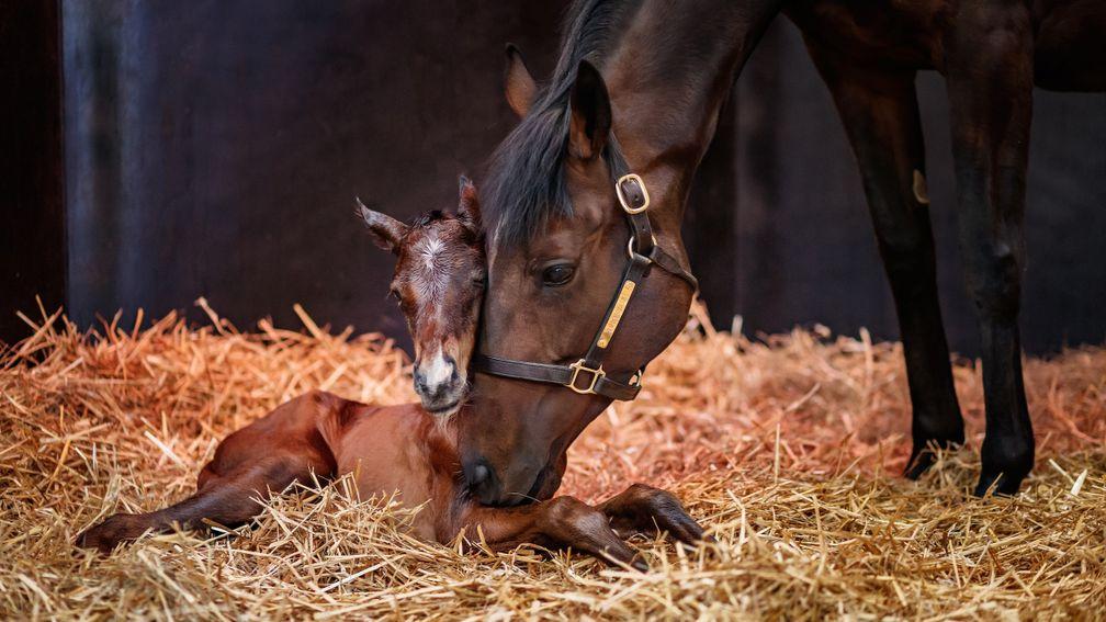 Treve with her Shalaa filly foal in 2018
