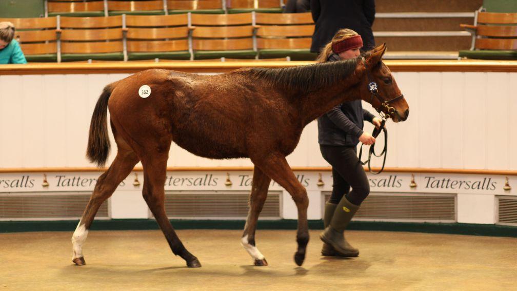 The session-topping Time Test colt strides out in the Tattersalls sales ring