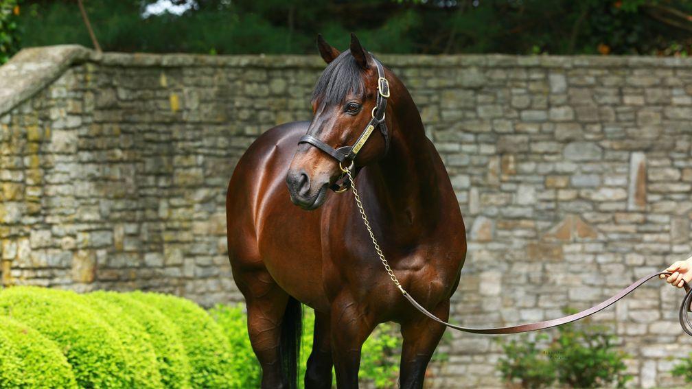 Scat Daddy: the late, great sire poses for the camera at Ashford Stud in Kentucky