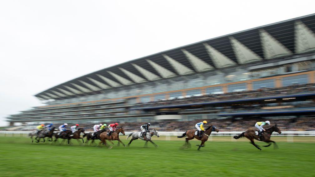 Ascot: could welcome north of 14,000 racegoers on Saturday
