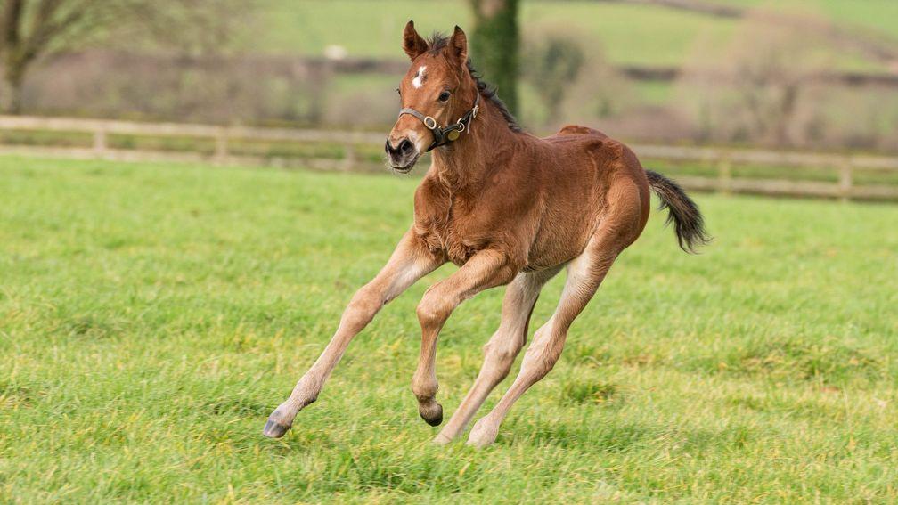 Coolmore's St Mark's Basilica colt out of Group-producer Timbuktu