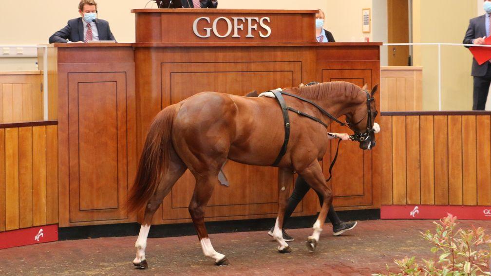 Lot 240: the £525,000 Exceed And Excel colt bought by MV Magnier through Jamie McCalmont
