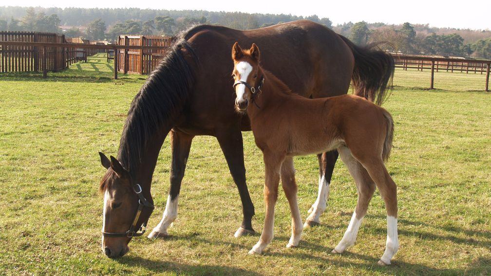 Decorated Knight pictured as a foal with his dam Pearling at Blue Diamond Stud