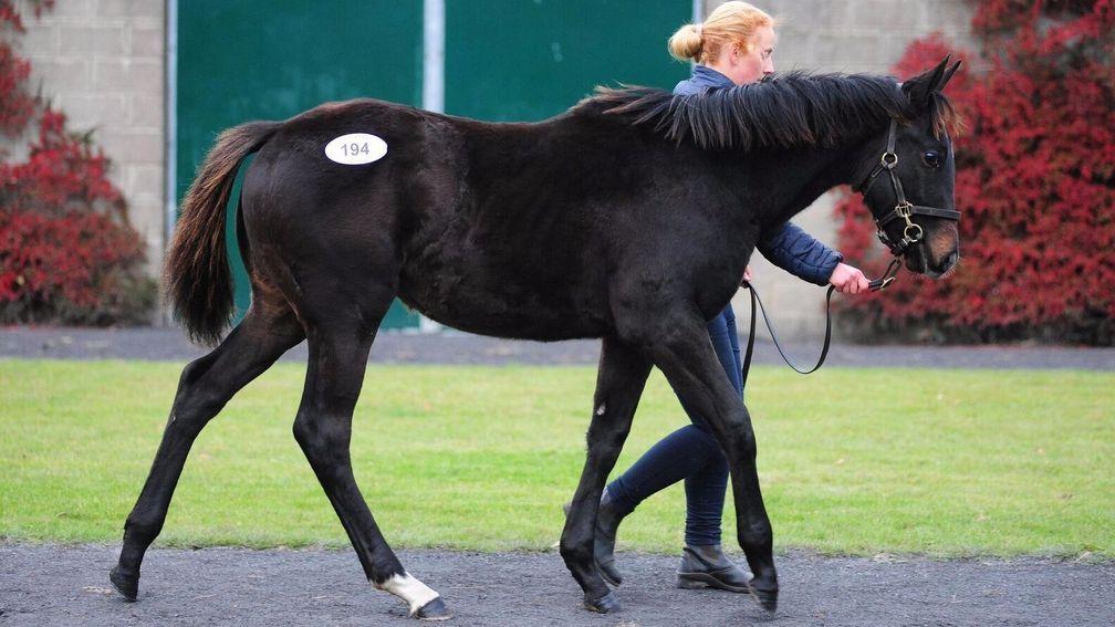 Lot 194, a Gutaifan colt, is snapped up for €58,000 by Yeomanstown Stud