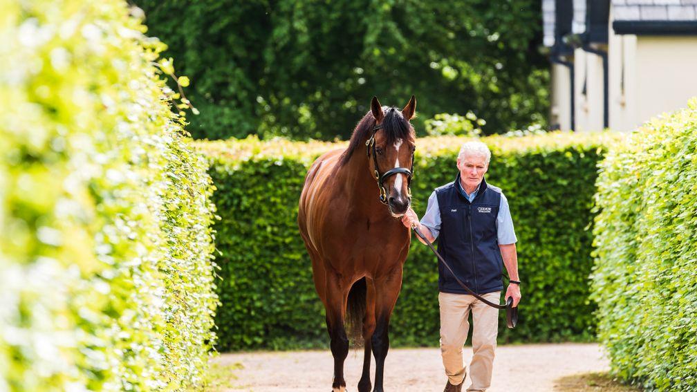 St Mark's Basilica out for a stroll at Coolmore
