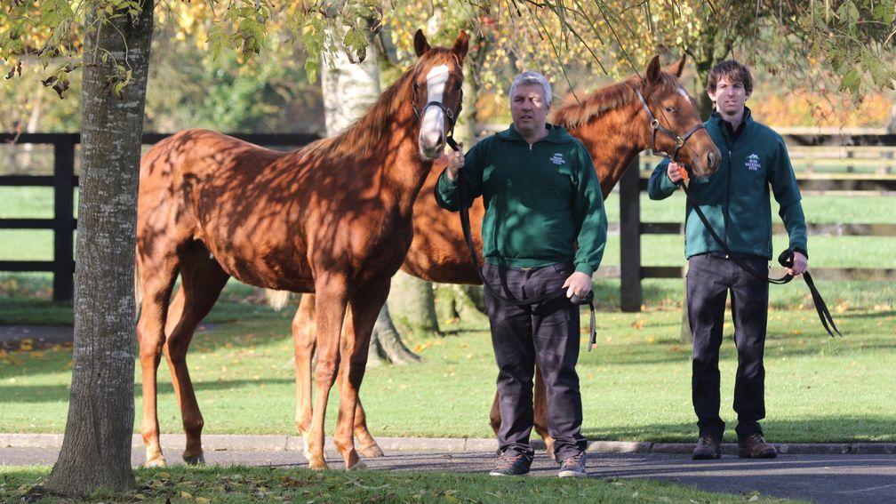 Free Eagle colts out of Uvinza (left) and Nebraas on show at the Irish Natioal
