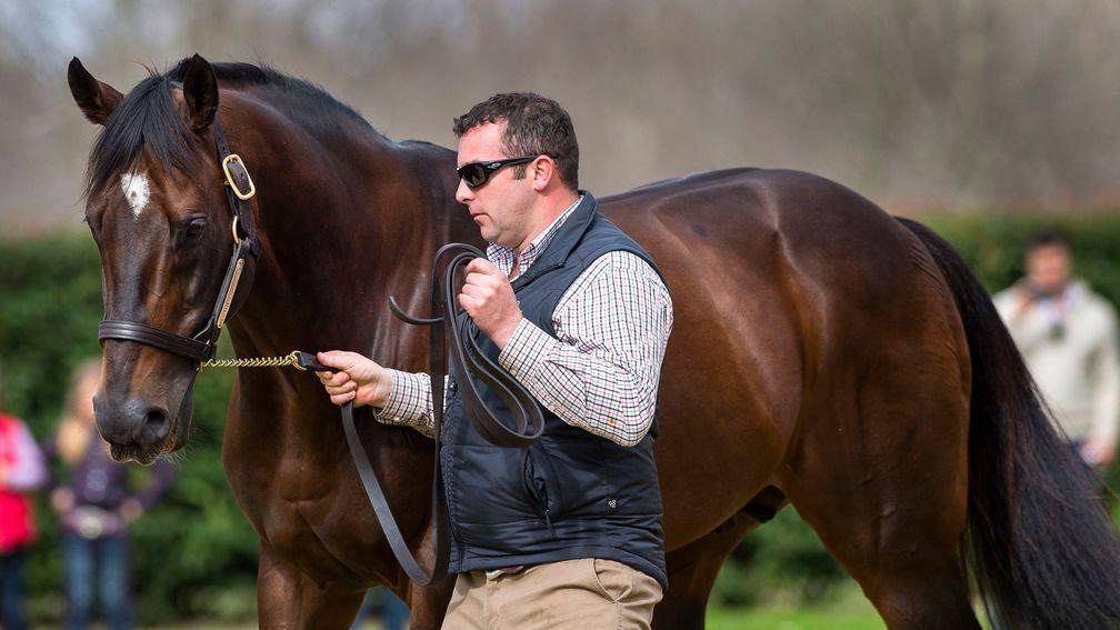 Redoute's Choice: champion sire son of Danehill