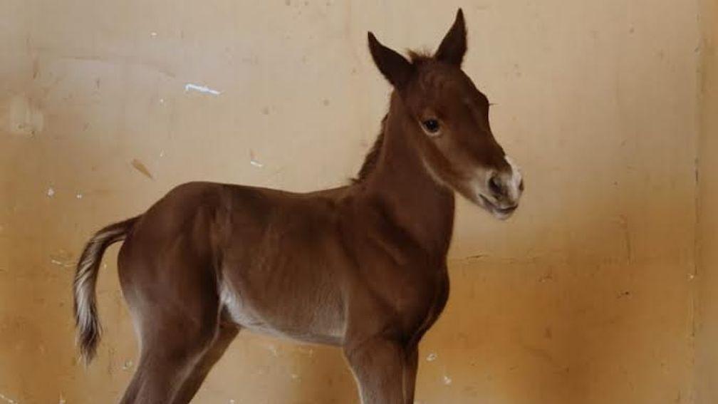 Zenith Breeding's Tosen Stardom foal out of RB's Star