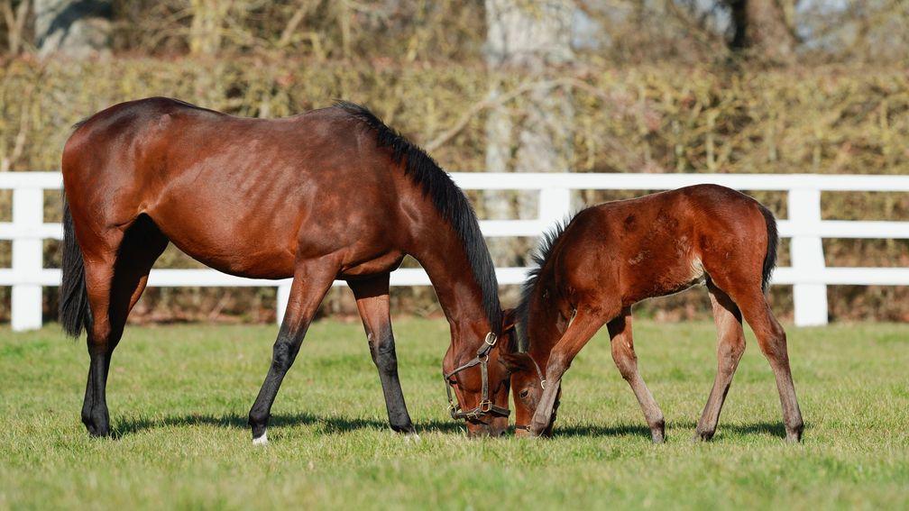 The Aga Khan Studs' Sea The Moon filly out of the winning and stakes-placed mare Rondonia