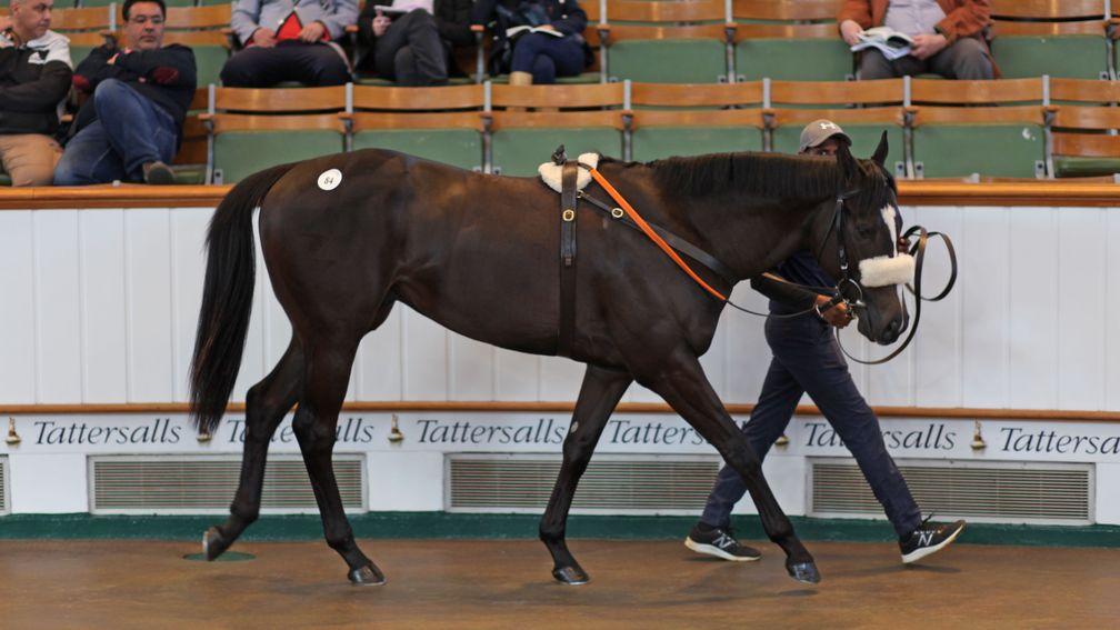 The 380,000gns Sioux Nation colt