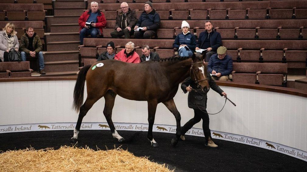Ian Ferguson snapped up the Soldier Of Fortune yearling offered by Allenstown Stables