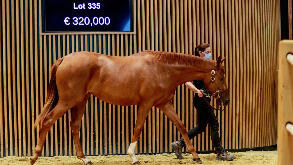 Gestut Ammerland’s New Bay filly sells to the Gosdens for €320,000 on the third day of the Arqana August Yearling Sale