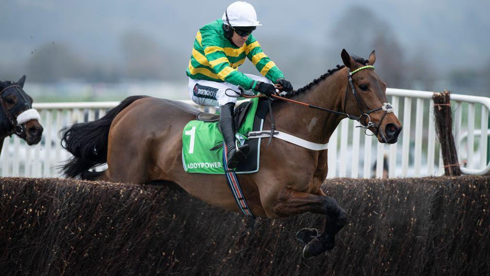 Champ: star quality but fell at Cheltenham last time out