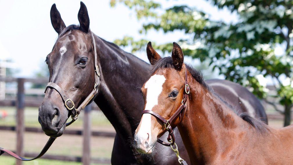 Soul Stirring's dam Stacelita with her filly foal by Deep Impact