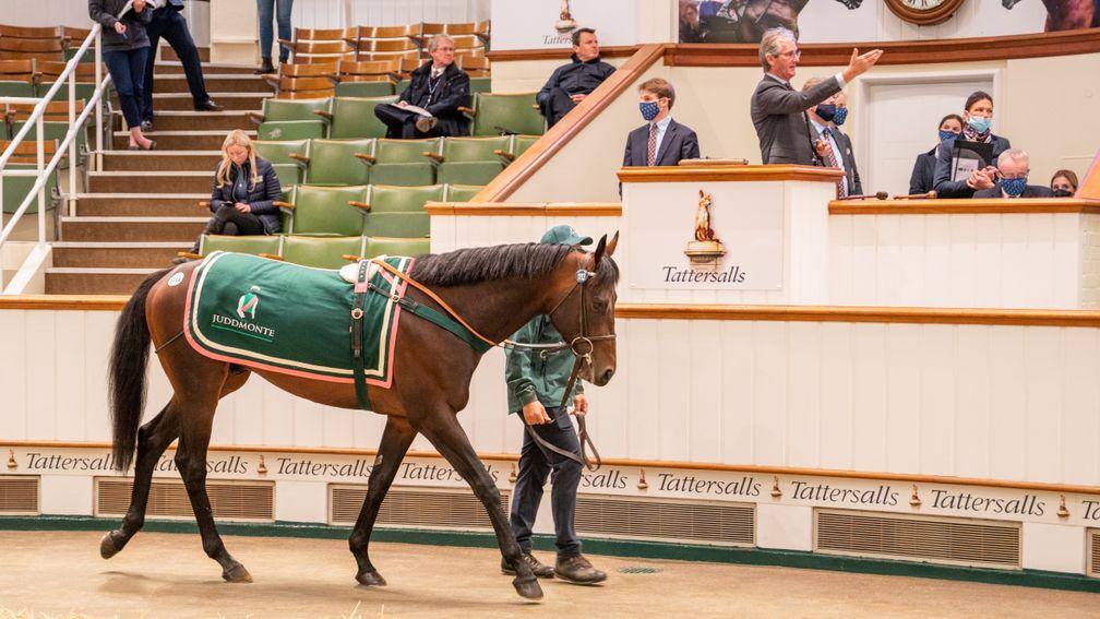 Old Flame sells for 250,000gns