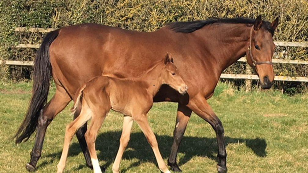 Arabian Queen and her Frankel colt enjoying the sun at Littleton Stud in Hampshire