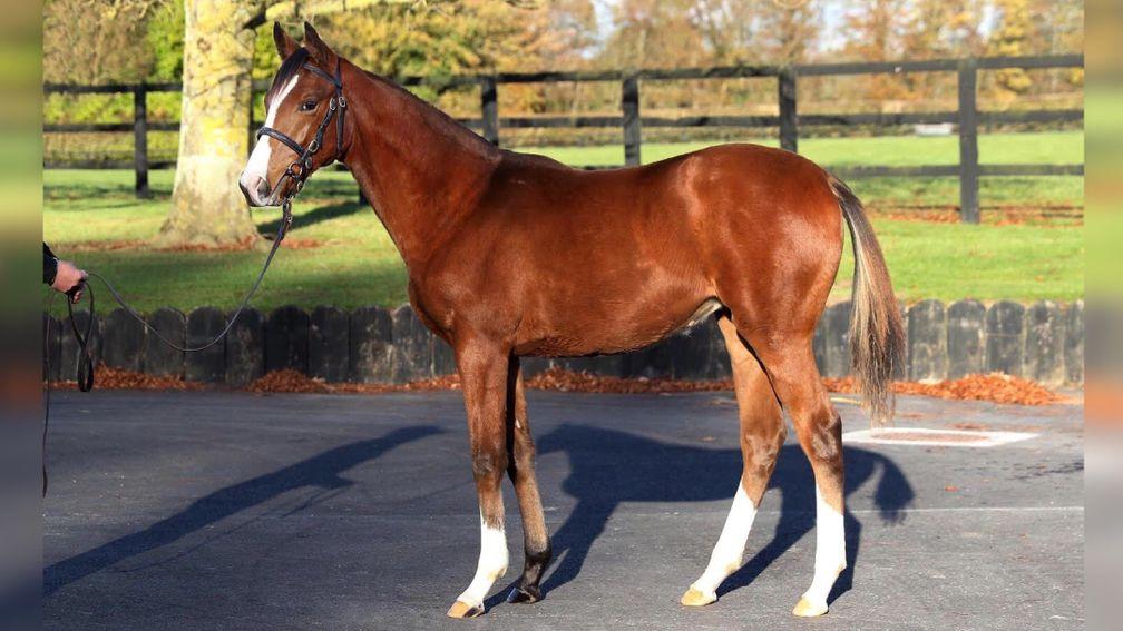 The first Galileo foal bought by Jim Bolger at public auction