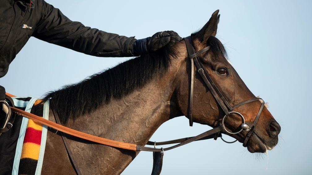 Altior: a hot favourite for the Champion Chase