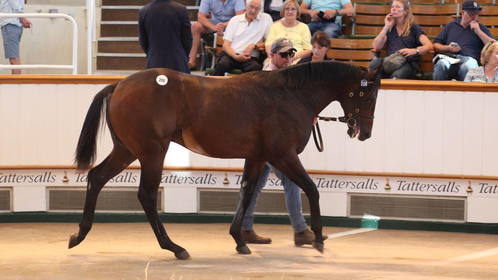 The top lot in the Tattersalls sales ring