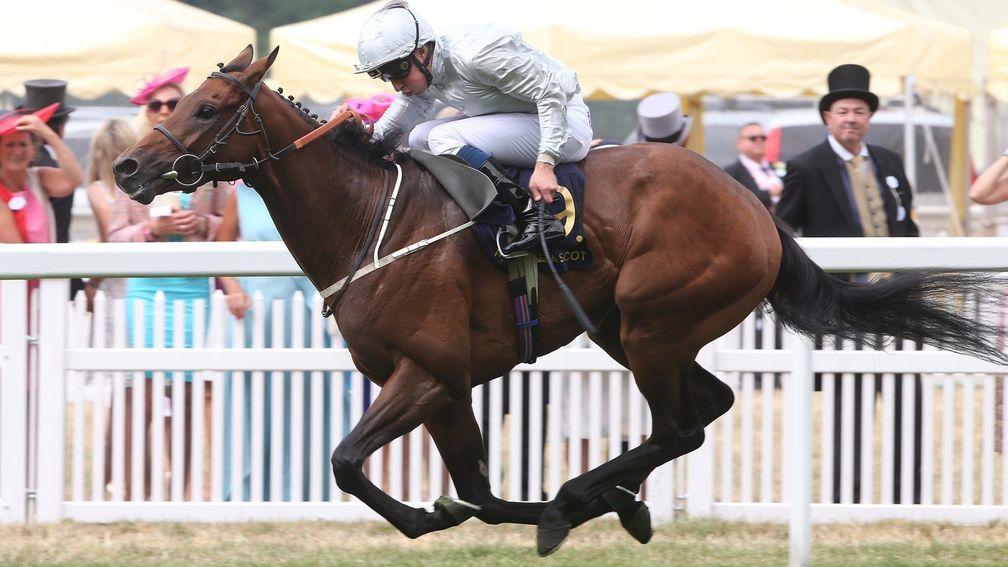 Permian: was fatally injured in the Secretariat Stakes