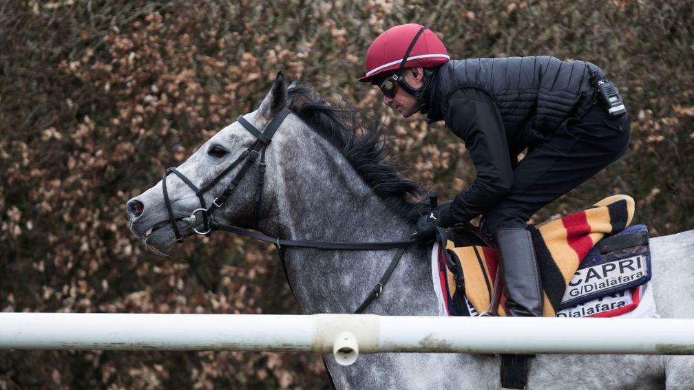 'Capri galloped at Naas last week and we were very happy with him'