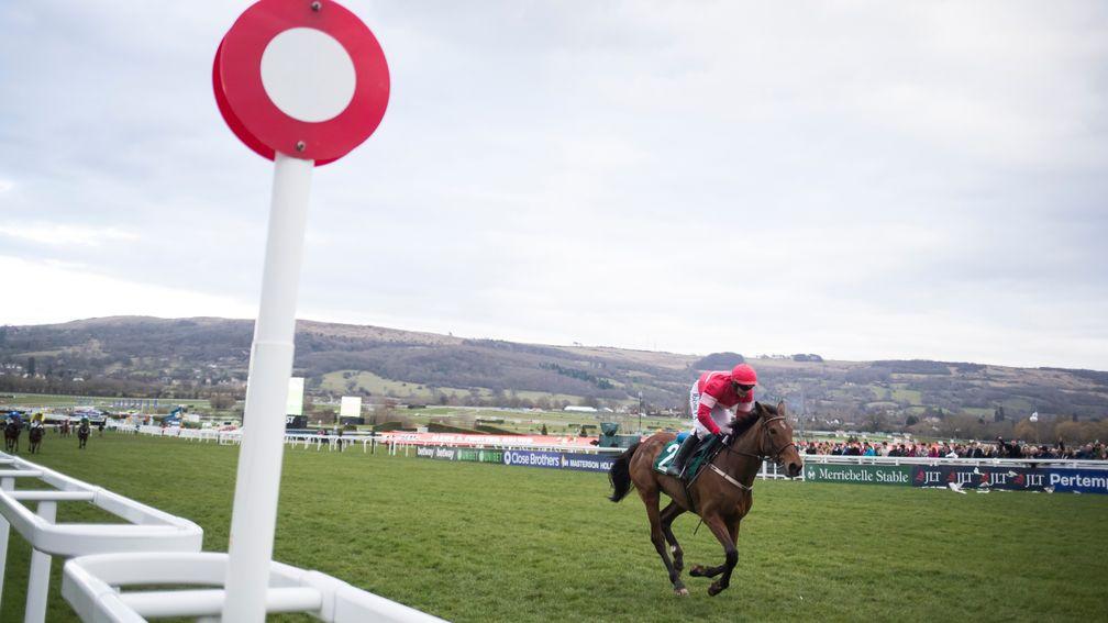 Laurina: is unlikely to take her chance at Cheltenham on Saturday