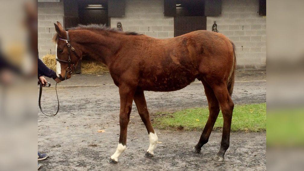 Sir Gerhard as a foal at the Goffs November Sale