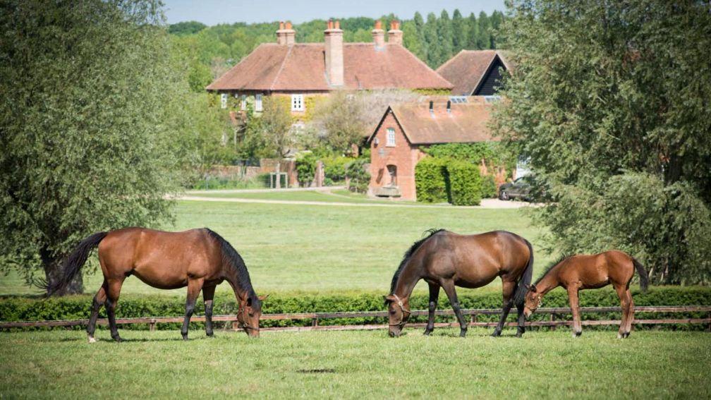 Mares and foals in the paddocks next to Chasemore Farm