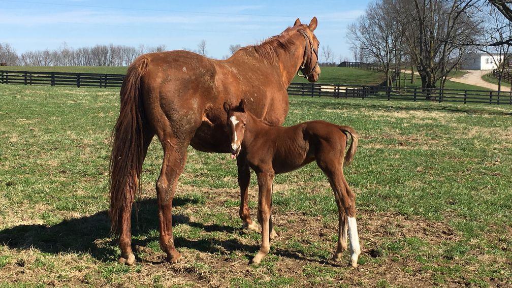 Maizelle with the Animal Kingdom colt enjoying the sunshine at Machmer Hall in Kentucky