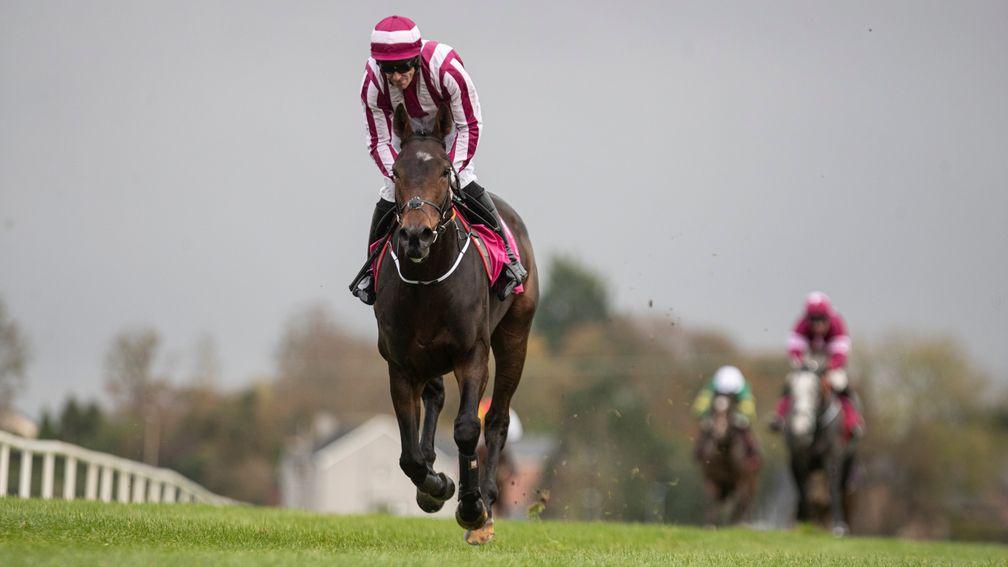 Coeur Sublime: the impressive Down Royal winner will have his Champion Hurdle credentials tested at Leopardstown