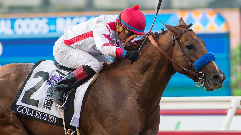 Collected: Breeders' Cup Classic runner-up set to run at Santa Anita on Boxing Day in preparation for the Pegasus World Cup