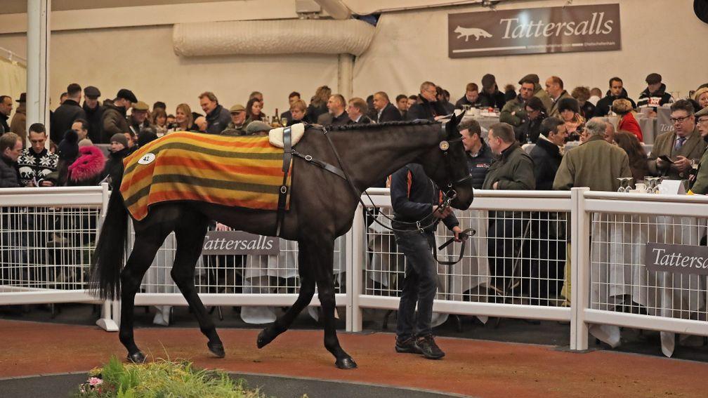 Truckers Pass: one of 12 six-figure lots at Cheltenham's December Sale