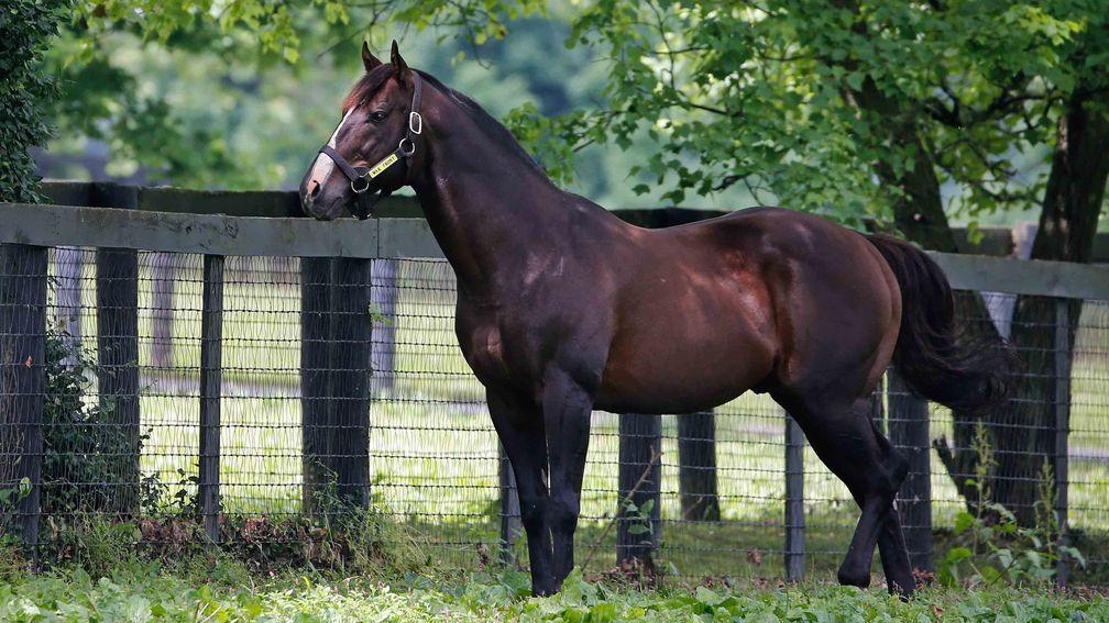 War Front is recognised as a sire around the world