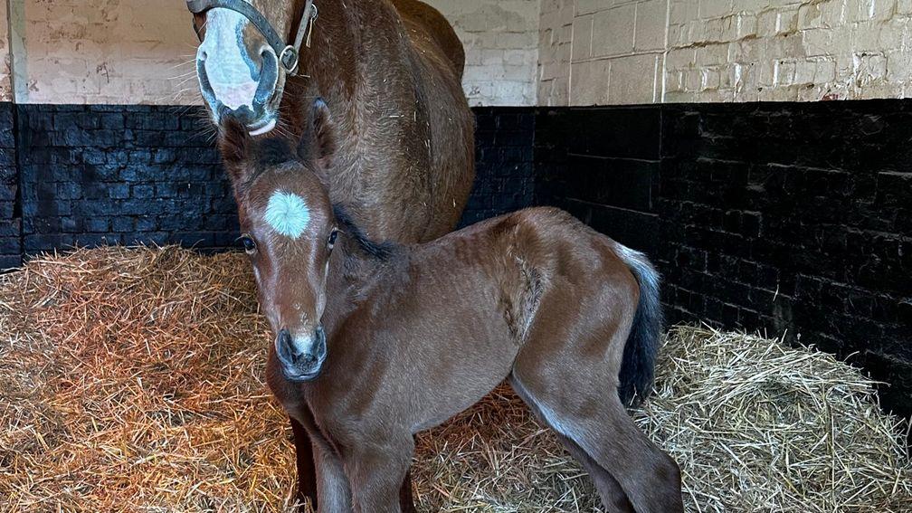 Byerley Stud's Dartmouth filly out of the winning Inch Lala