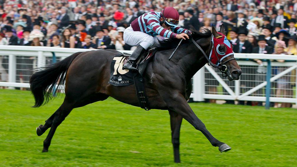 No Nay Never: became the first Royal Ascot winner for Scat Daddy when powering home in the 2013 Norfolk Stakes